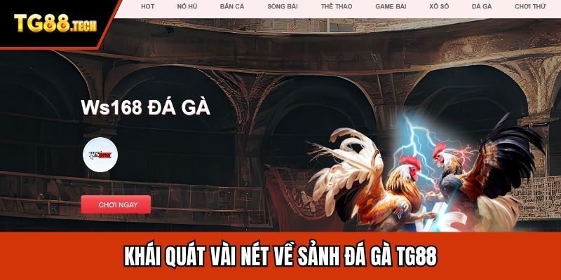 Khái quát vài nét về sảnh đá gà TG88