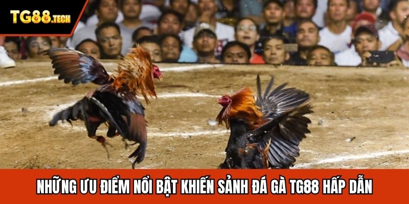 Những ưu điểm nổi bật khiến sảnh đá gà TG88 hấp dẫn