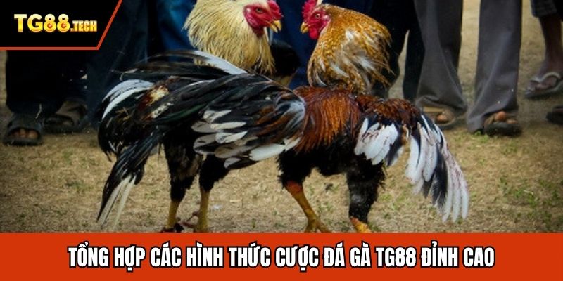 Tổng hợp các hình thức cược đá gà TG88 đỉnh cao